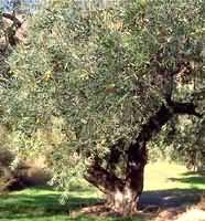 MSA OLEA EUROPEA 50 ML - Farmapre