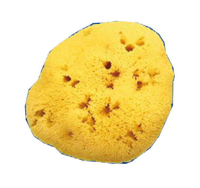 SPUGNA NAT FORI L 8/9 5 CM - Farmapre