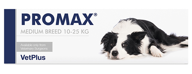 PROMAX MEDIUM BREED 18 ML - Farmapre